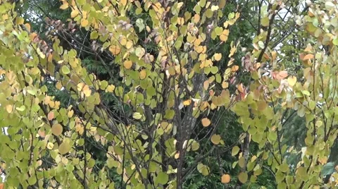 Windy Forest Trees - 04 - Grenn and Yellow Birch - Close 動画素材 55190030