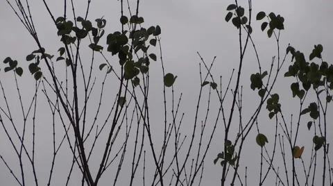 Windy Forest Trees - 05 - Branches and Leaves - Close Silhouettes 動画素材 55188988
