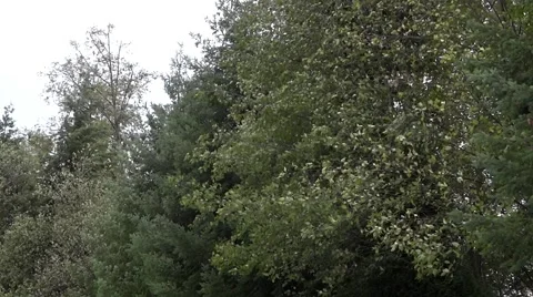 Windy Forest Trees - 06 - Branches and Leaves - Park Alley Stock Footage 55190909