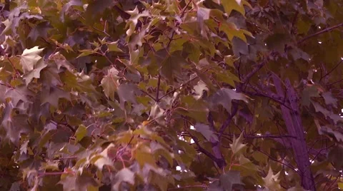 Windy Forest Trees - 08 - Red Maples - Rain Drops - Close Stock Footage 55192734