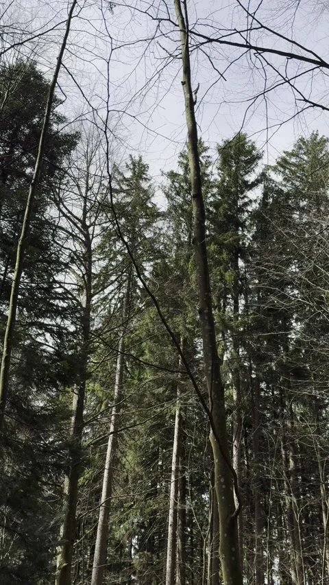 Windy Forest Trees Swaying in Wind Switzerland Nature 4K Vertical Stock Footage 271663657