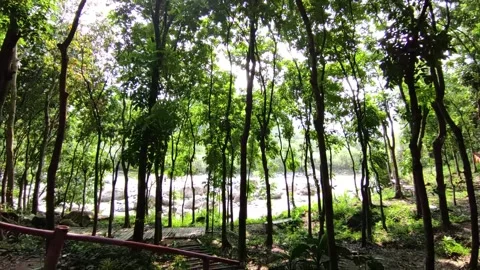 Windy Forestry 库存影片 296718085