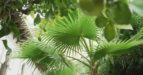 Windy garden Stock Footage 143089291