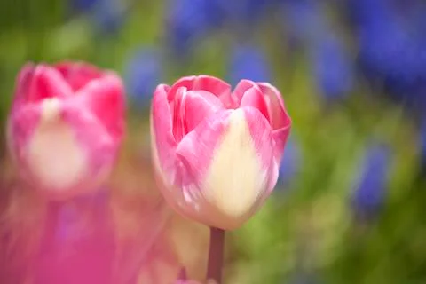 Windy garden Stock Photos