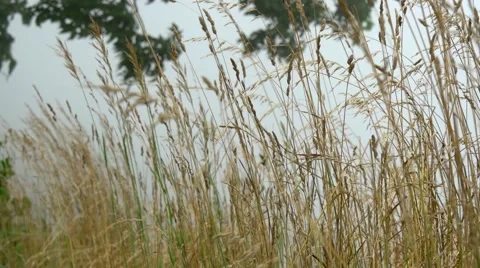Windy gras Stock Footage 54915235