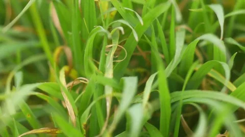 Windy Gras Stockbeeldmateriaal 85078315