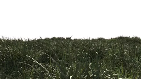 Windy Grass. 3D Animation. Seamless loop, 180 frames with Alpha channel. Video stock 134965079