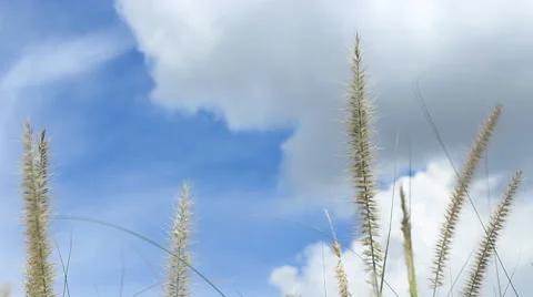 Windy on grass and blue sky Stock Footage 41305957