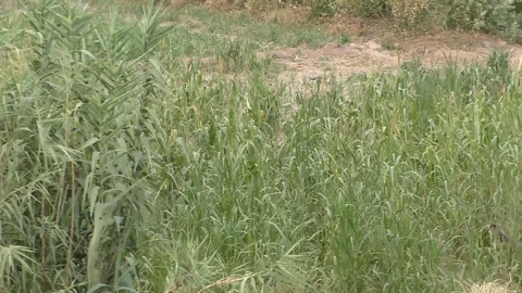 The windy grass and the long leaves Stock Footage 111887385