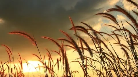 Windy grass and sunshine Vídeo Stock 12483626