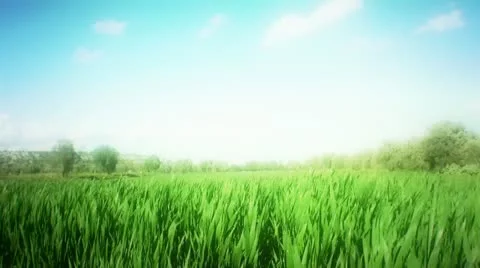 Windy grass in field Видео 22226857