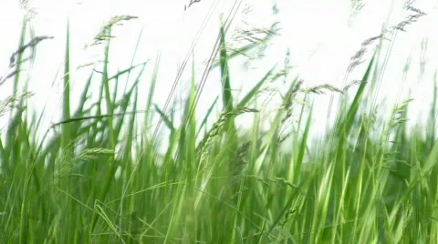 Windy Grass Video stock 459596
