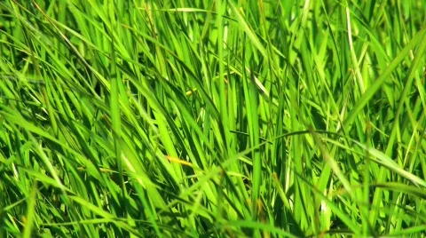 Windy Grass 库存影片 752645