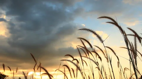 Windy grass 库存影片 23963074