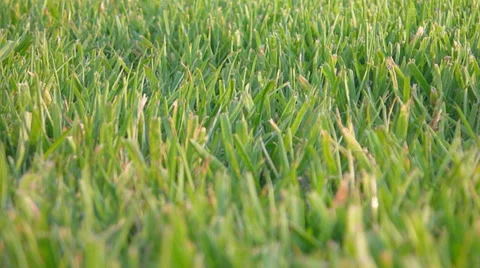 Windy Grass Stock Footage 38824791