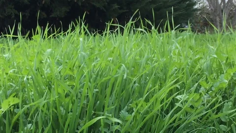 Windy Grass Stockbeeldmateriaal 102373750