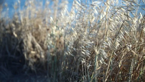 Windy Grass Stock Footage 127481398