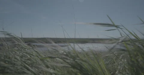 Windy Grass Video stock 150983664