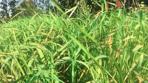 Windy grass Video stock 173487318