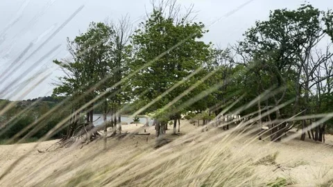 Windy grass in foreground with trees and dunes near a calm lake Stockbeeldmateriaal 310510135