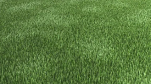 Windy Grass. Green Grass field. 3D Animation. Stock Footage
