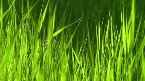 Windy Grass II. Stock Footage 473641