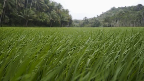 Windy Grass Lands 스톡 동영상 112845114