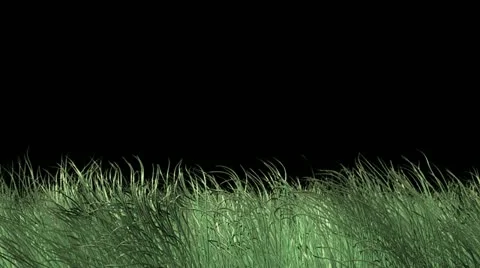 Windy grass with luma channel Video stock 12574715