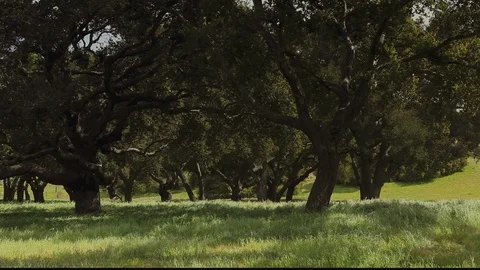 Windy Grass Oak Trees 2 Stock-Footage 106122533