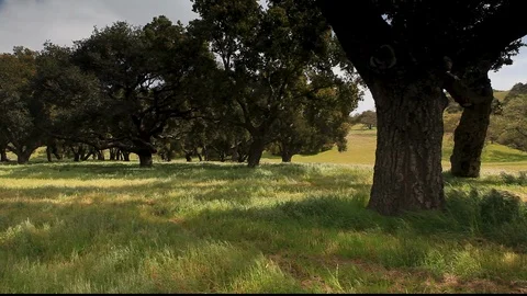 Windy Grass Oak Trees Video stock 106122540