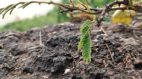 Windy grass stone rocks Video stock 153605919