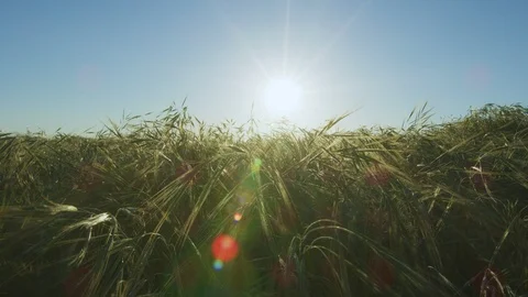 Windy Grassland 4K Stock Footage 105491007