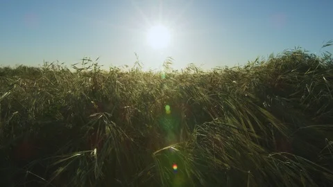 Windy Grassland 4K Stock Footage 105491640
