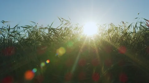 Windy Grassland 4K Stock Footage 105492052