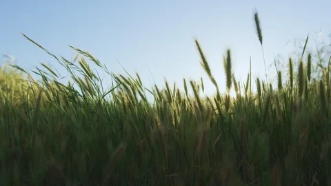 Windy Grassland 4K Stock Footage 105494556