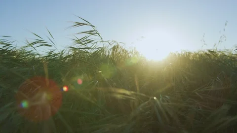 Windy Grassland 4K Stock Footage 105494615