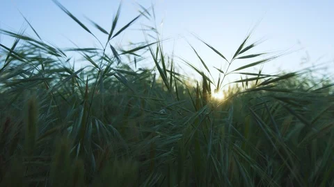 Windy Grassland 4K Stock Footage 105494772