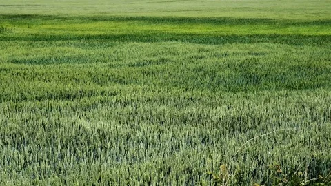 Windy green field Stock Footage 76256525