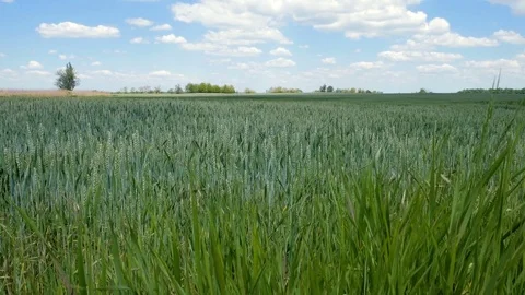 Windy green field Stock Footage 76256556