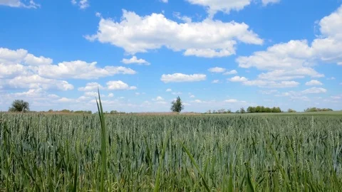 Windy green field with tree in center Stock Footage 76256568