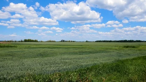 Windy green field - wide view Stock Footage 76256499