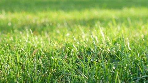 Windy green grass close up view. Natural meadow grass slowly swayed by wind blow Stock Footage 168629337