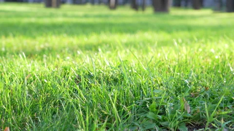 Windy green grass close up view. Natural meadow grass slowly swayed by wind blow Stock Footage 169508998