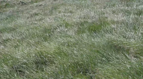 Windy Green Grass Video stock 24428816