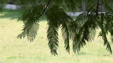 Windy Green Leaves Moving In Wind Stock Footage 110736257