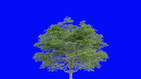 Windy Green Tree for nature element blue screen effect background Video stock 322911582