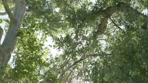 Windy green trees with Sun behind leaves Looking up 01 Stock Footage 249852763