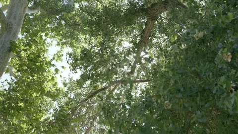 Windy green trees with Sun behind leaves looking up 03 Stock-Footage 249852771