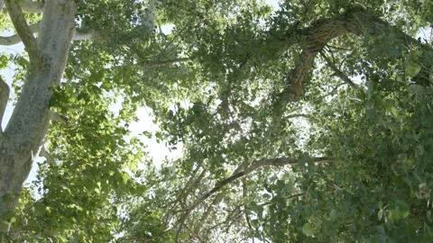 Windy green trees with Sun behind leaves Looking up 01 8K Stock Footage 249853200