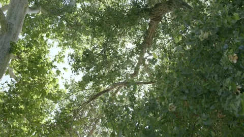 Windy green trees with Sun behind leaves looking up 03 8K Stock-Footage 249853205